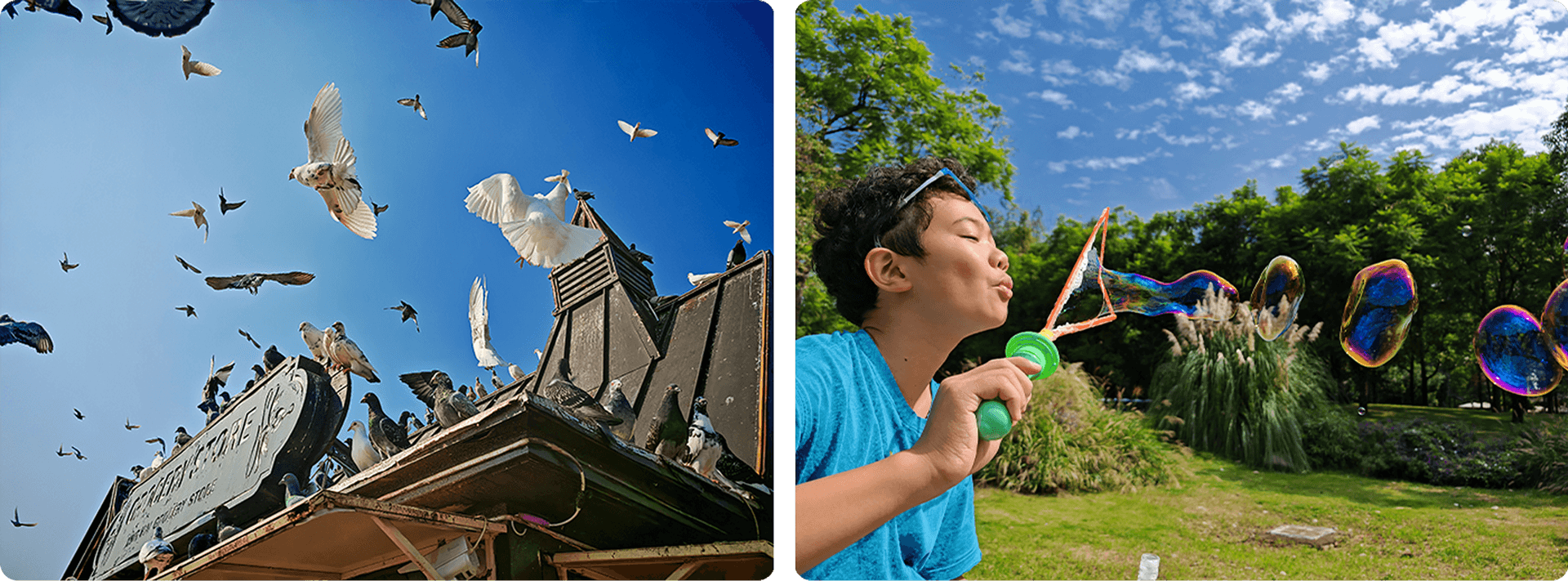 Три картинки с изображениями орла, молодого человека с велосипедом и мужчины с собакой.